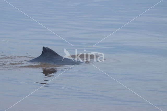 Amazonedolfijn (Sotalia fluviatilis)