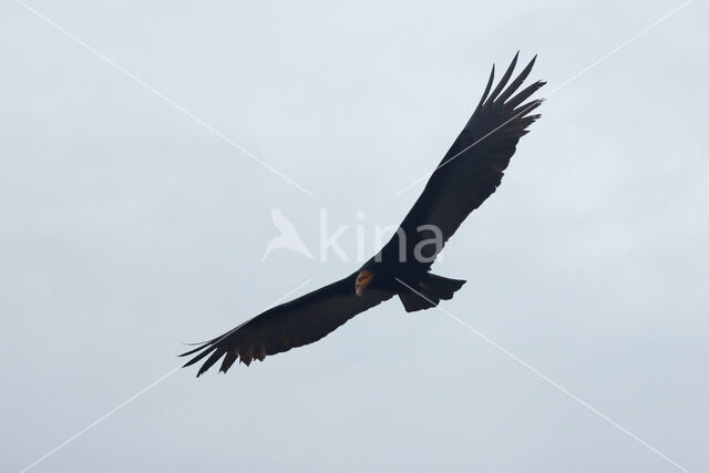 Lesser Yellow-headed Vulture (Cathartes burrovianus)