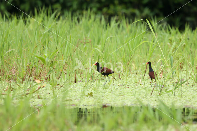 Wattled Jacana (Jacana jacana)