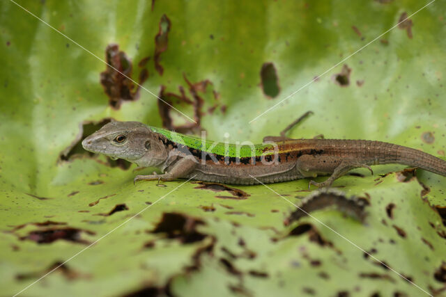 Kentropyx altamazonica