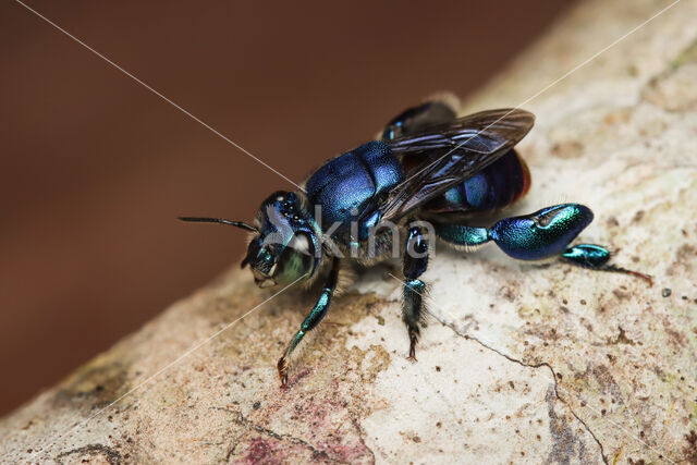 Euglossa sp.