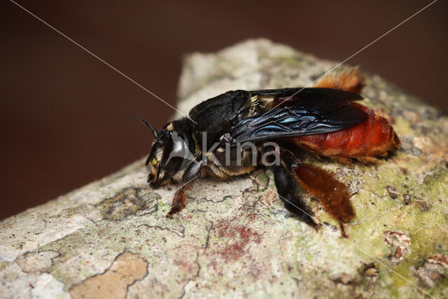 Centris ferruginea