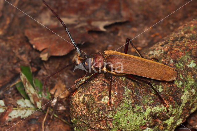 Orthomegas cinnamomeus