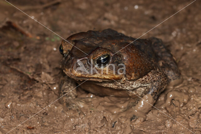 Rhinella marina