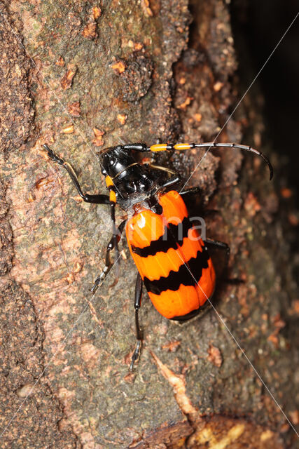 Sternacanthus picticornis