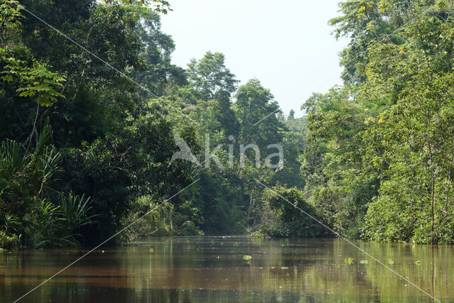 Reserva Nacional Pacaya Samiria