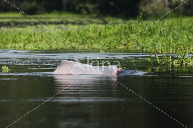 Pink River Dolphin (Inia geoffrensis)