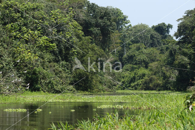 Reserva Nacional Pacaya Samiria