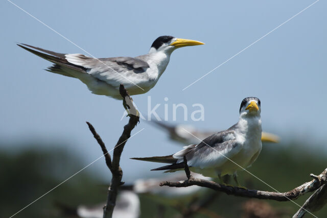 Large-billed Tern (Phaetusa simplex)