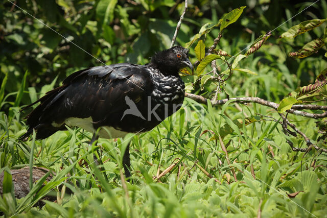 Horned Screamer (Anhima cornuta)