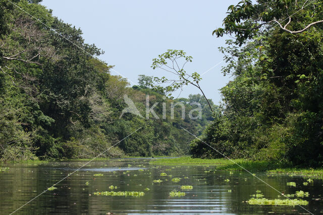 Reserva Nacional Pacaya Samiria