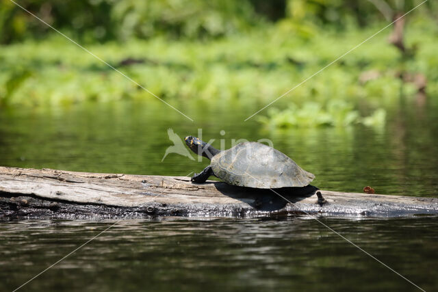 Zwarte moerasschildpad