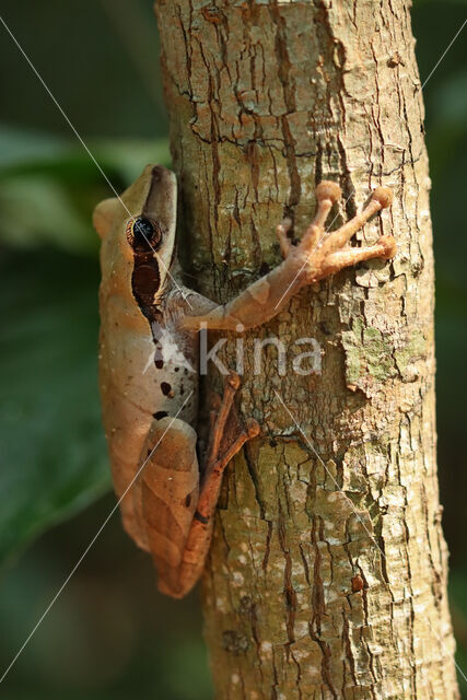 Osteocephalus planiceps