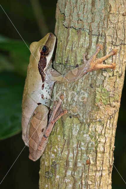 Osteocephalus planiceps