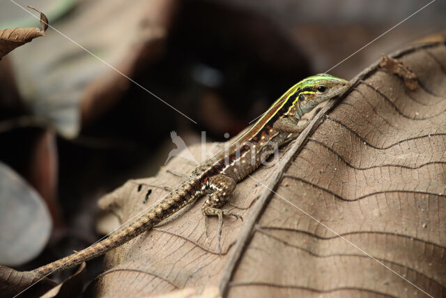 Kentropyx altamazonica