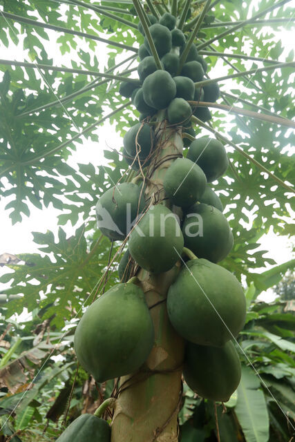 Papaya (Carica papaya)