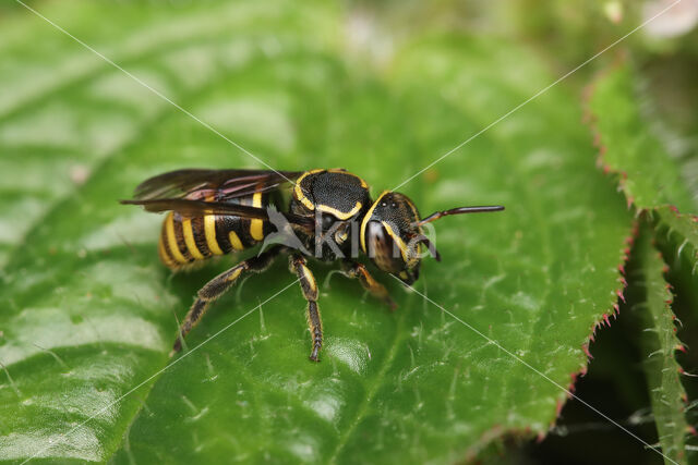 Hypanthidium sp.