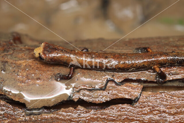 Bolitoglossa altamazonica