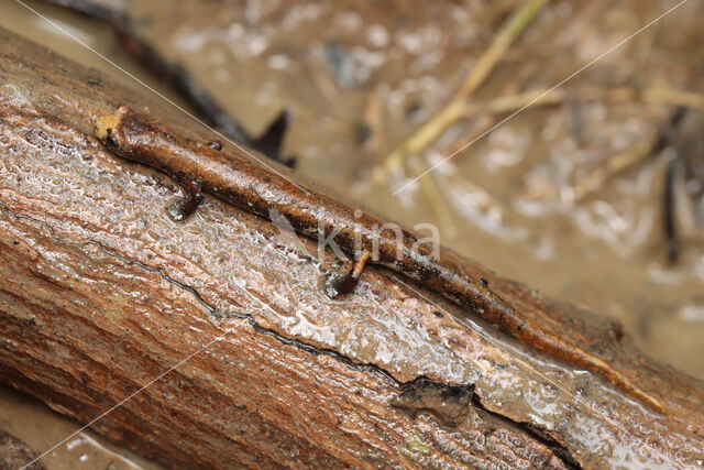 Bolitoglossa altamazonica