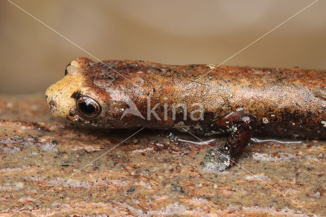 Bolitoglossa altamazonica