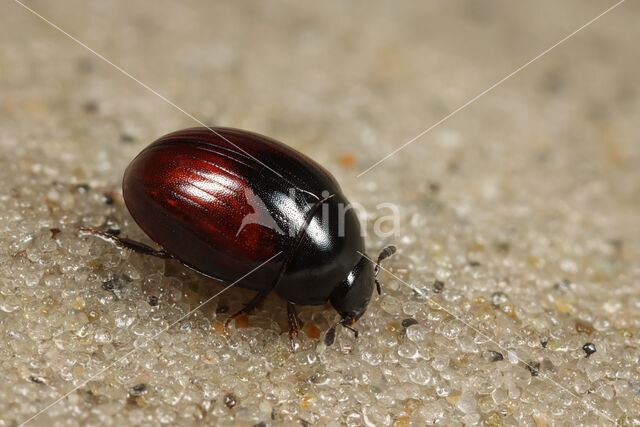 Cercyon castaneipennis