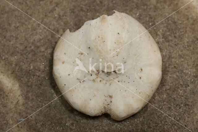 Common heart urchin (Echinocardium cordatum)