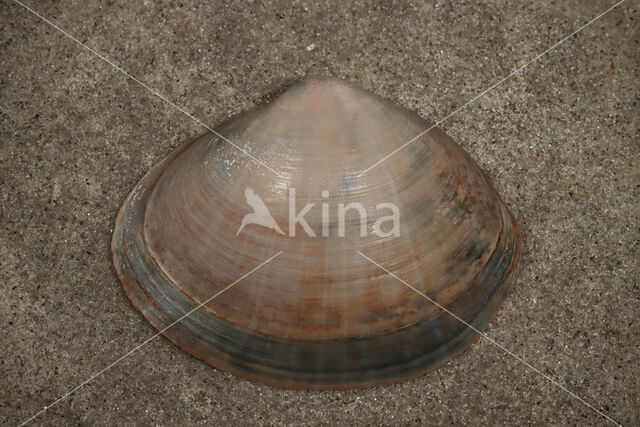 Rayed Trough-shell (Mactra stultorum cinerea)