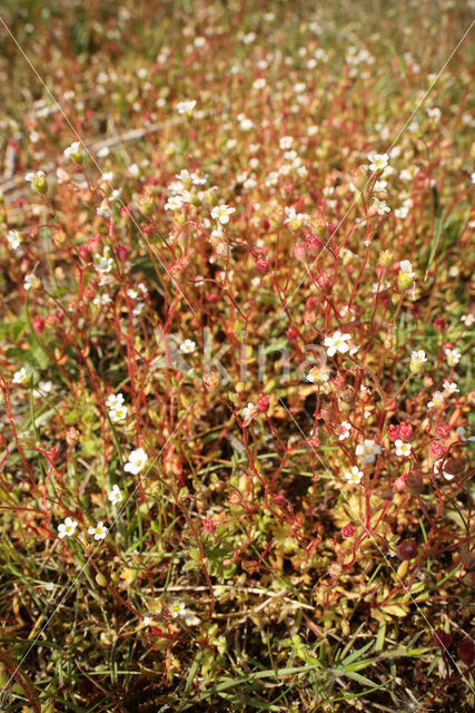 Kandelaartje (Saxifraga tridactylites)