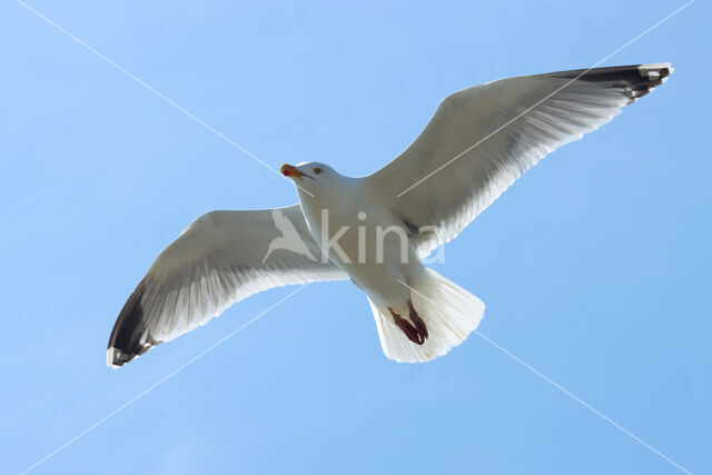 Herring Gull (Larus argentatus)