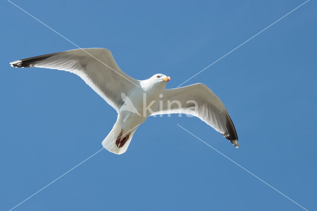 Zilvermeeuw (Larus argentatus)