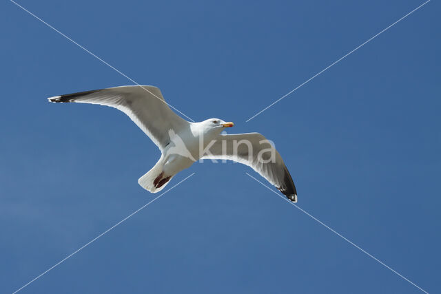 Zilvermeeuw (Larus argentatus)