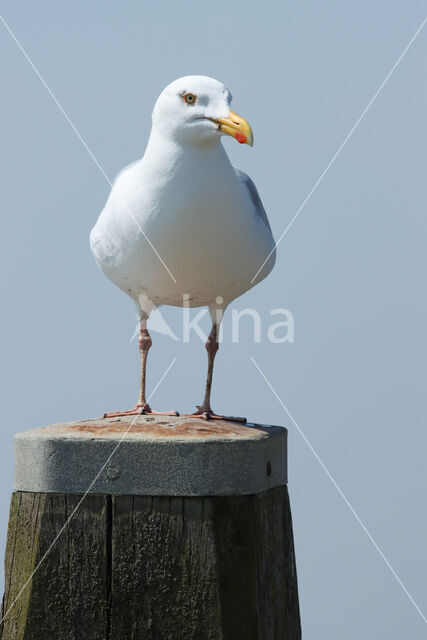 Herring Gull (Larus argentatus)