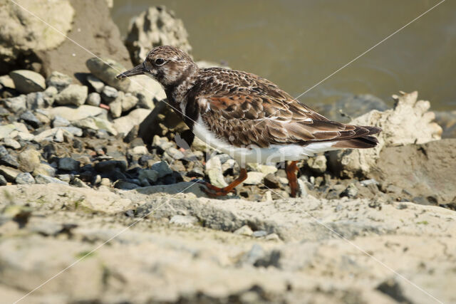 Steenloper (Arenaria interpres)