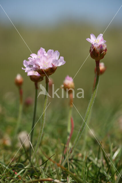 Thrift seapink (Armeria maritima)