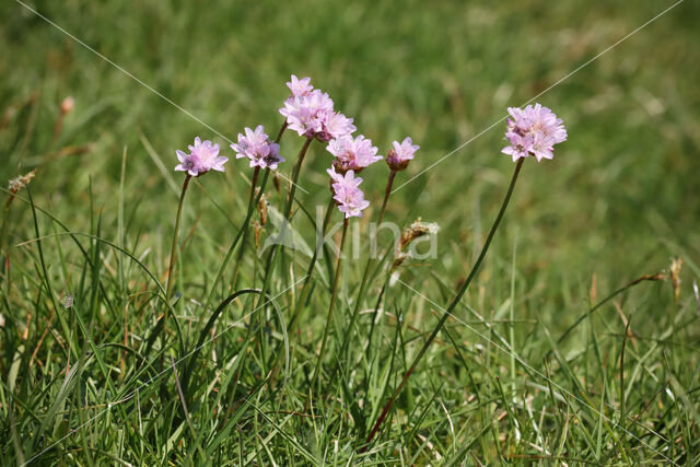 Engels gras (Armeria maritima)