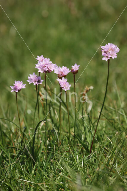 Engels gras (Armeria maritima)