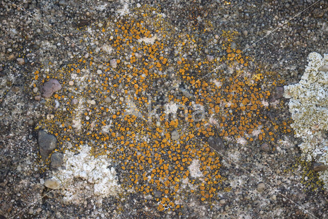 Firedot lichen (Caloplaca holocarpa)