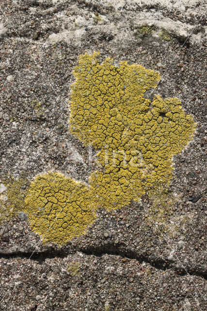 Common goldspeck lichen (Candelariella vitellina)