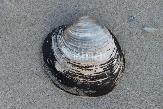 Quahog