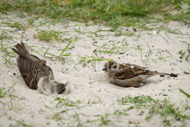 House Sparrow (Passer domesticus)