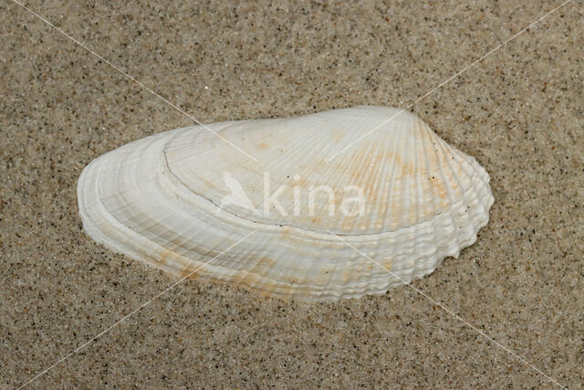 White Piddock (Barnea candida)