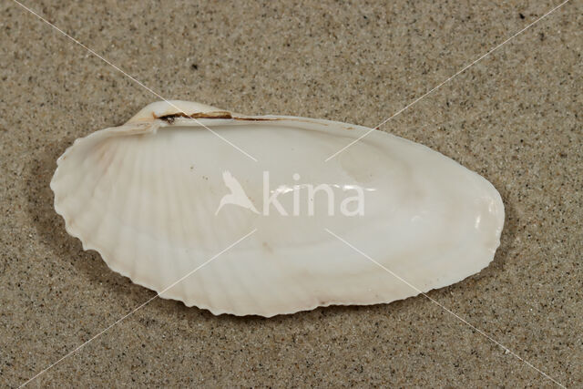 White Piddock (Barnea candida)