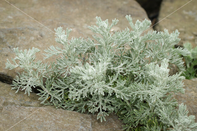 Zeealsem (Artemisia maritima)