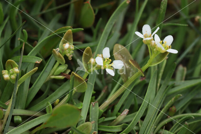 Long-leaved Scurvygrass (Cochlearia officinalis ssp. anglica)