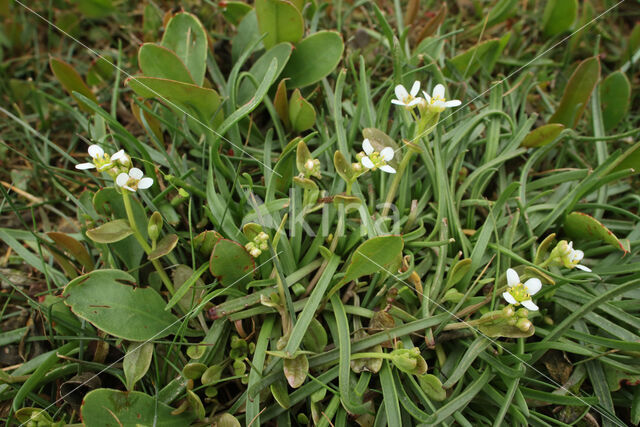 Long-leaved Scurvygrass (Cochlearia officinalis ssp. anglica)