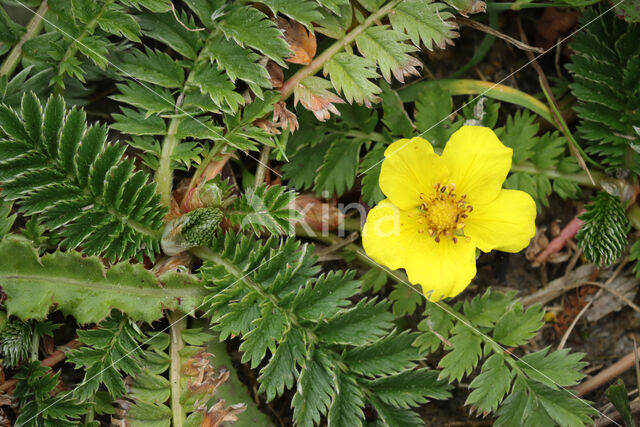 Zilverschoon (Potentilla anserina)