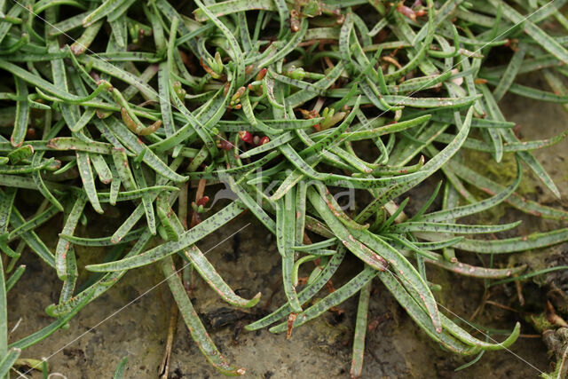 Zeeweegbree (Plantago maritima)