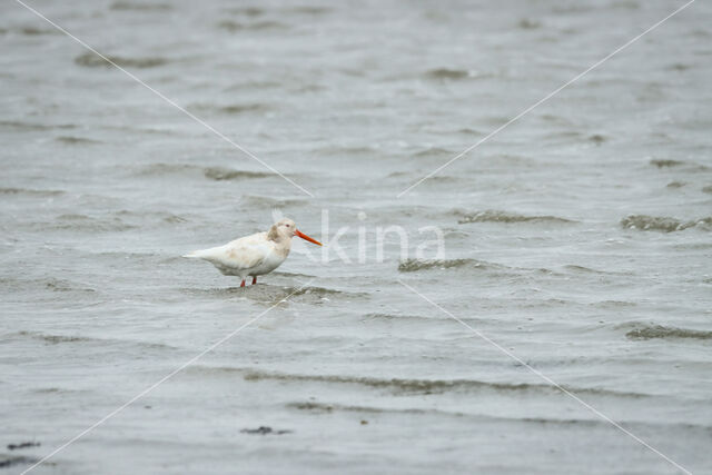 Oystercatcher (Haematopus ostralegus)