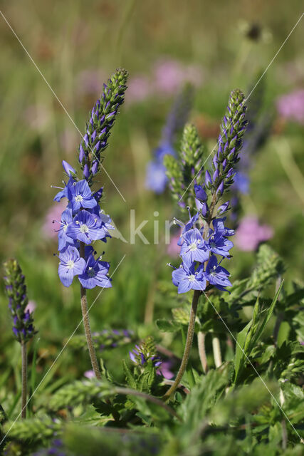 Brede ereprijs (Veronica austriaca)