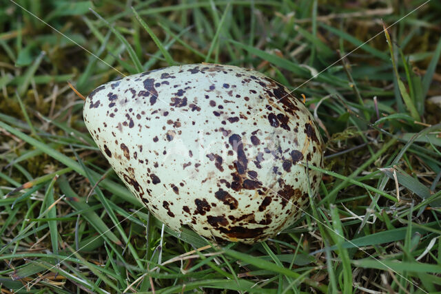 Oystercatcher (Haematopus ostralegus)